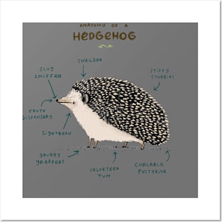 Anatomy of a Hedgehog Posters and Art